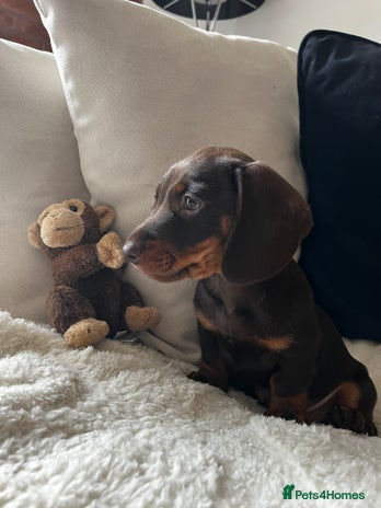 Dachshund dogs - Advert 13