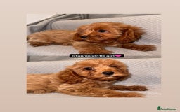 Cavapoo dogs for sale: Beautiful Cavapoo puppies  - Image 1