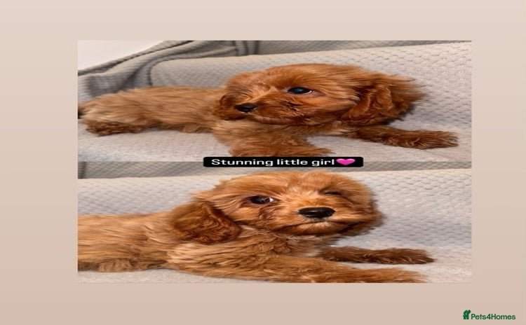 Cavapoo dogs - Advert 1