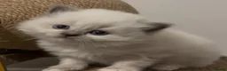 British Shorthair cats for sale: 5 beautiful BSH x Ragdoll kittens  - Advert 16