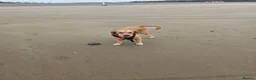 Golden Retriever dogs for sale: Lovely Golden retriever puppy  - Advert 5