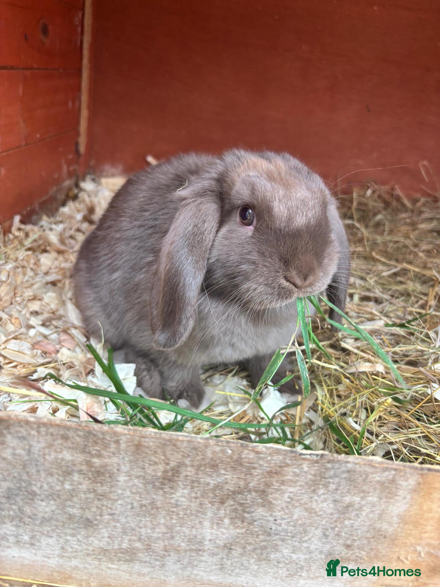 Mini Lop rabbits 2 mini lops for sale  - Advert 2