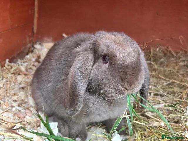 Mini Lop rabbits for sale: 2 mini lops for sale - Advert 2