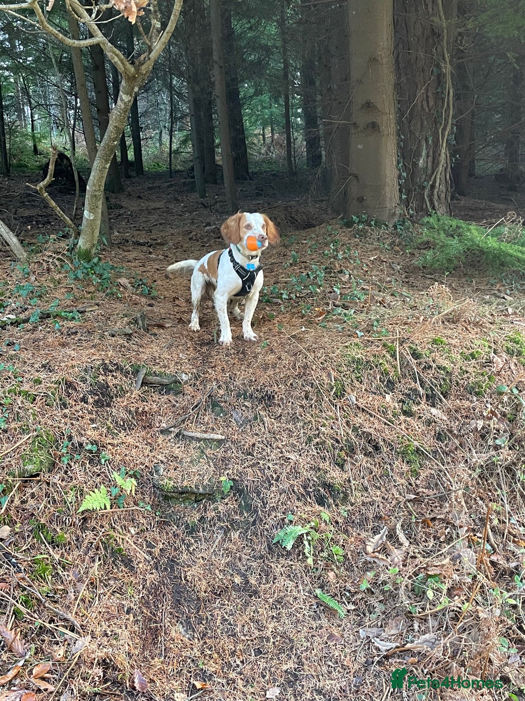 Cocker Spaniel dogs for sale: 12 Month Cocker Spaniel - Advert 4