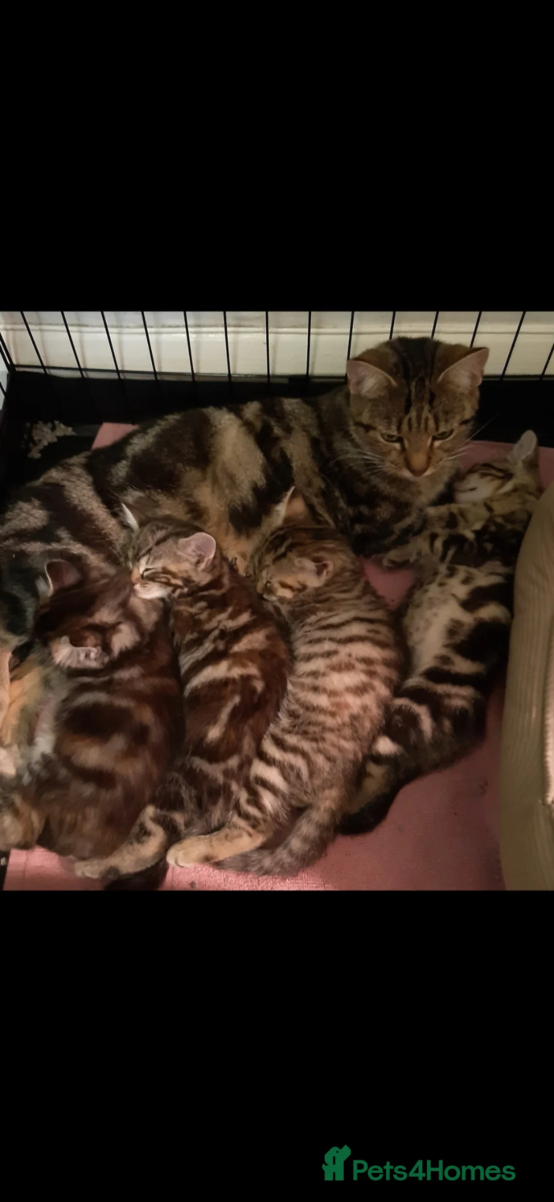 Mixed Breed cats for sale: Gorgeous pure Tabby healthy kittens in London - Advert 2