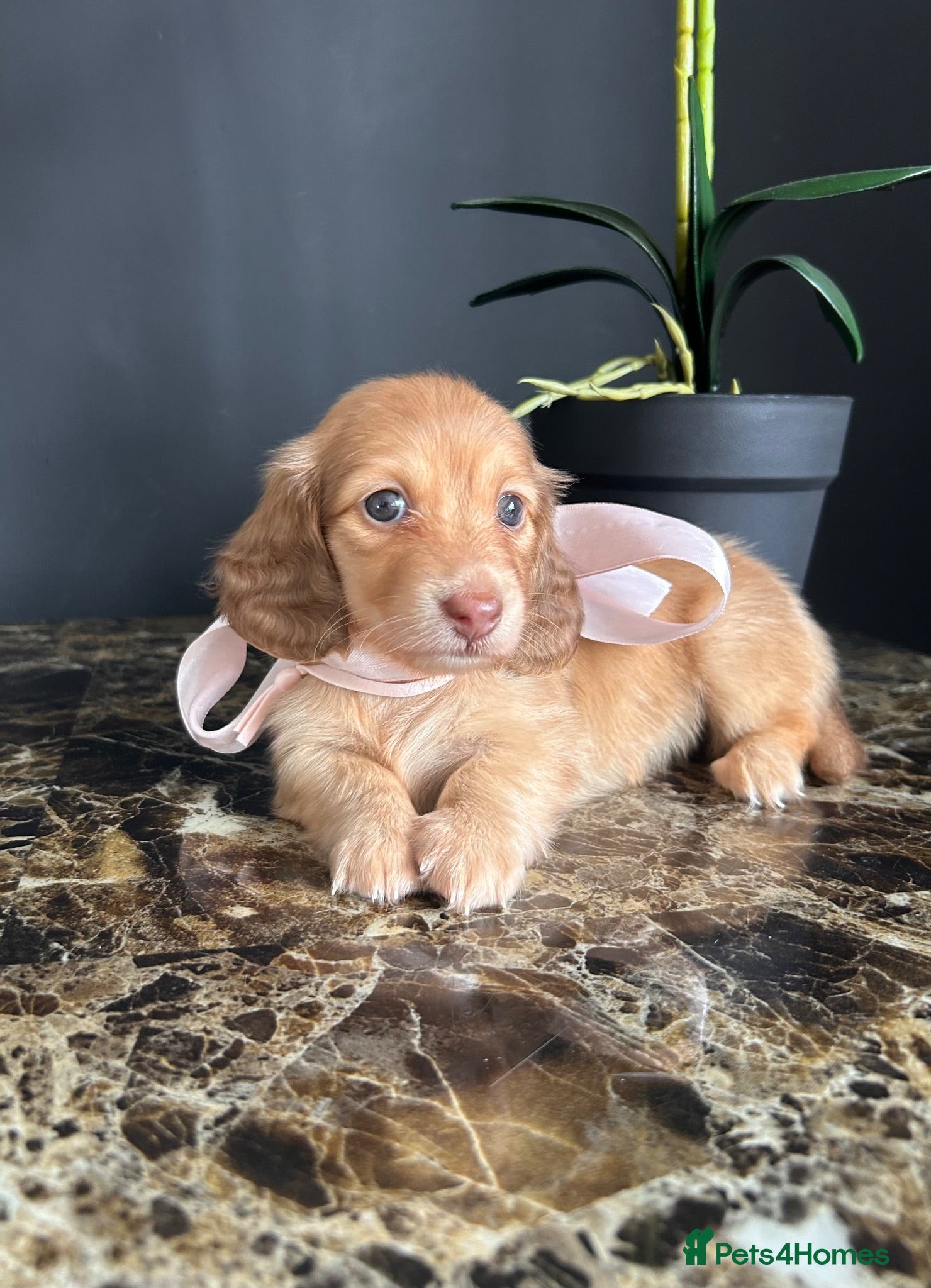 Miniature Dachshund dogs Chocolate, Cream &  Brindle - 5 star Breeder  - Advert 5