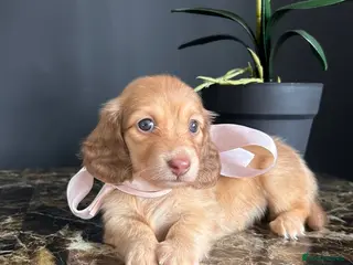 Miniature Dachshund dogs Chocolate, Cream & Brindle - 5 star Breeder - Advert 13