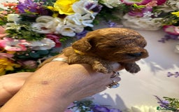 Cavapoo dogs for sale: STUNNING DEEP RED CAVAPOO PUPPIES  - Image 17