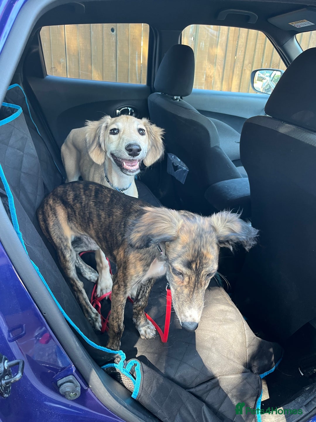Lurcher dogs for sale: Two lurcher puppies needing new homes - Image 6
