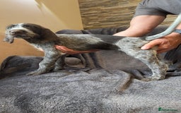 German Wirehaired Pointer dogs for sale: GWP Pups for sale field bloodlines land waterfowl  in Preston - Image 13