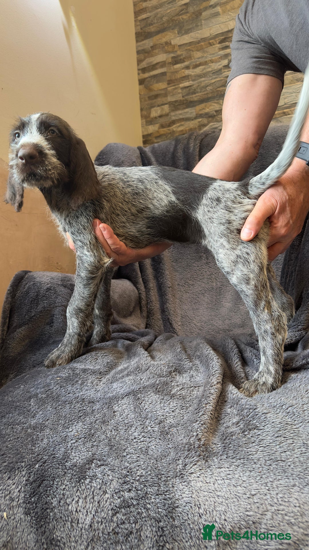 German Wirehaired Pointer dogs for sale: GWP Pups for sale field bloodlines land waterfowl  in Preston - Image 13
