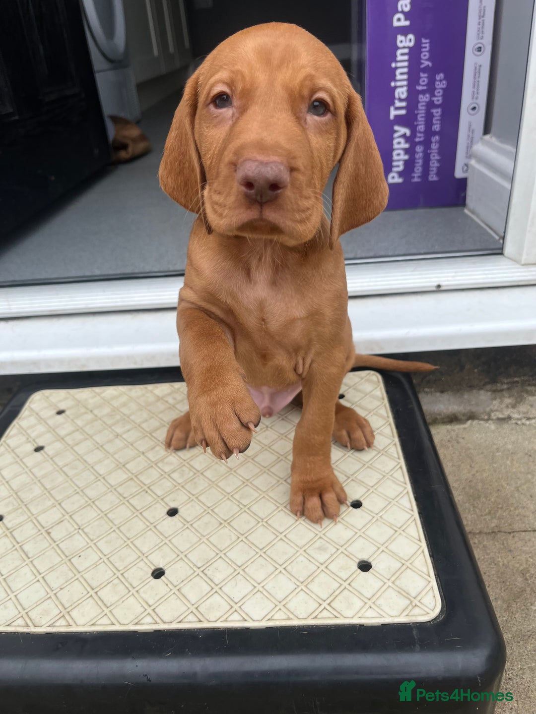 Hungarian Vizsla dogs for sale: Hungarian Vizsla puppies   - Image 25