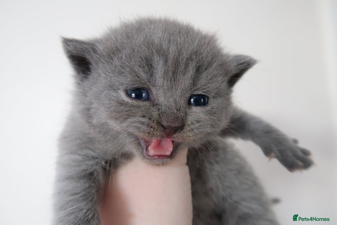 British Shorthair cats for sale: 2 left -GCCF Registered British Shorthair Kittens  - Advert 16