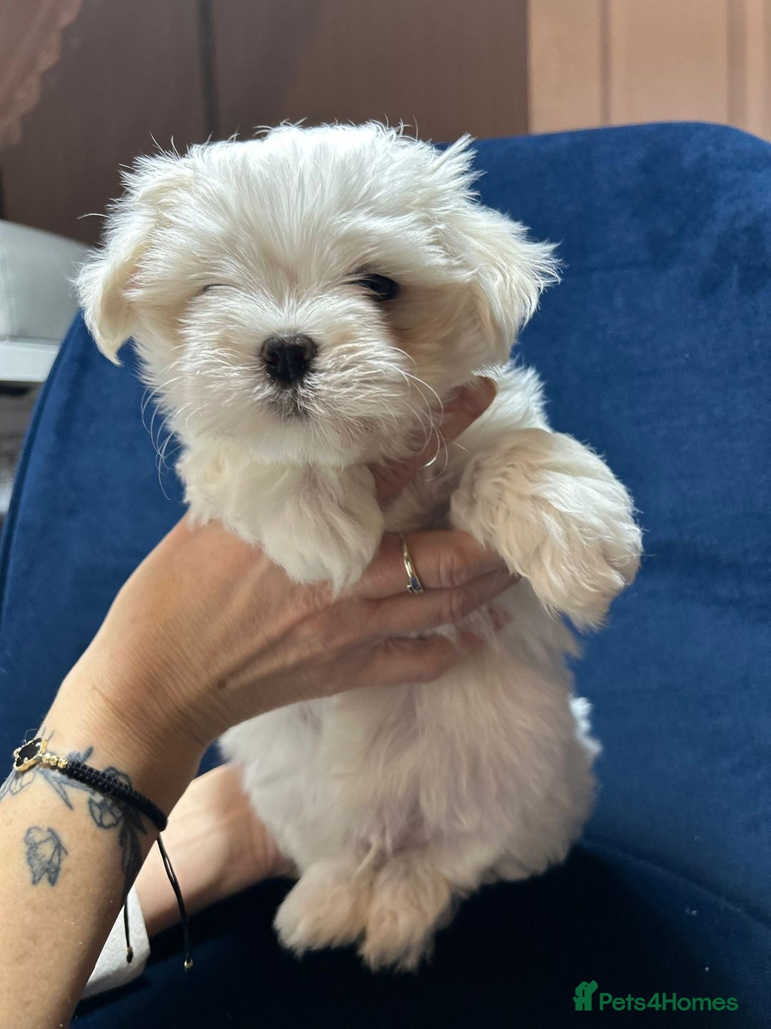 Maltese dogs for sale: Korean Maltese - 2 boys available  - Advert 6