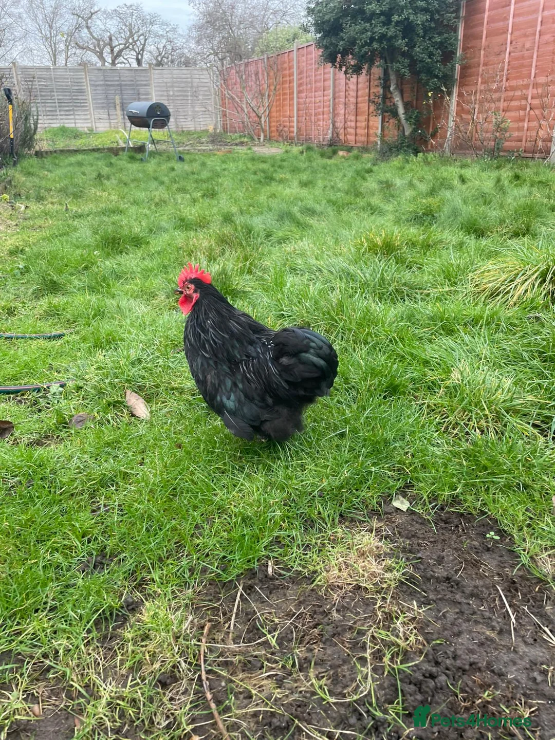 Hens poultry for sale: Lovely roater - Advert 2