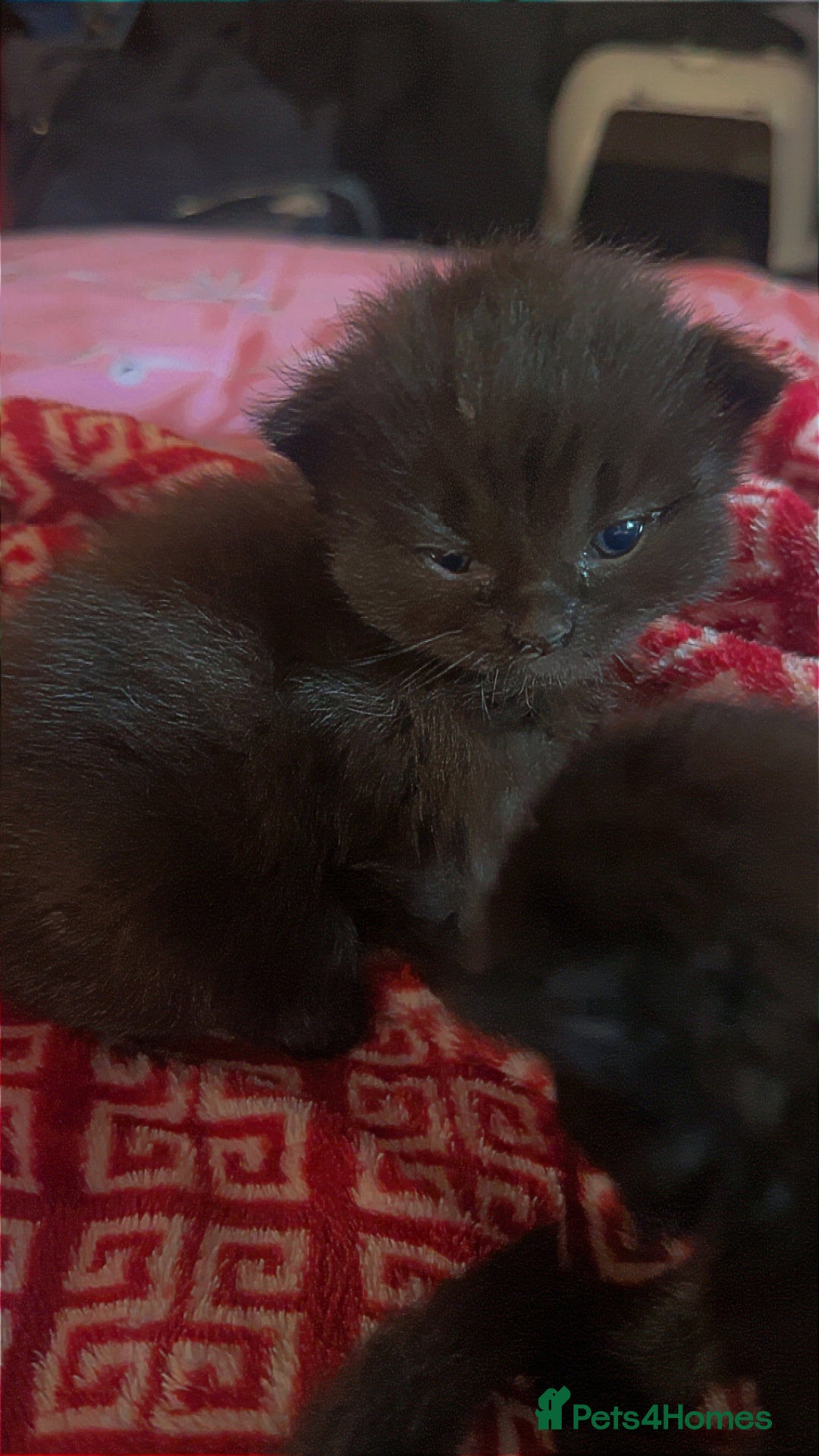 Mixed Breed cats for sale: Kittens  - Advert 7