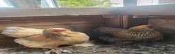 Chickens poultry for sale: 2 barahma hens - Advert 5
