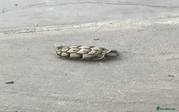 Hermann Tortoise reptiles for sale: 5 Spur Thighed Tortoises  - Image 12