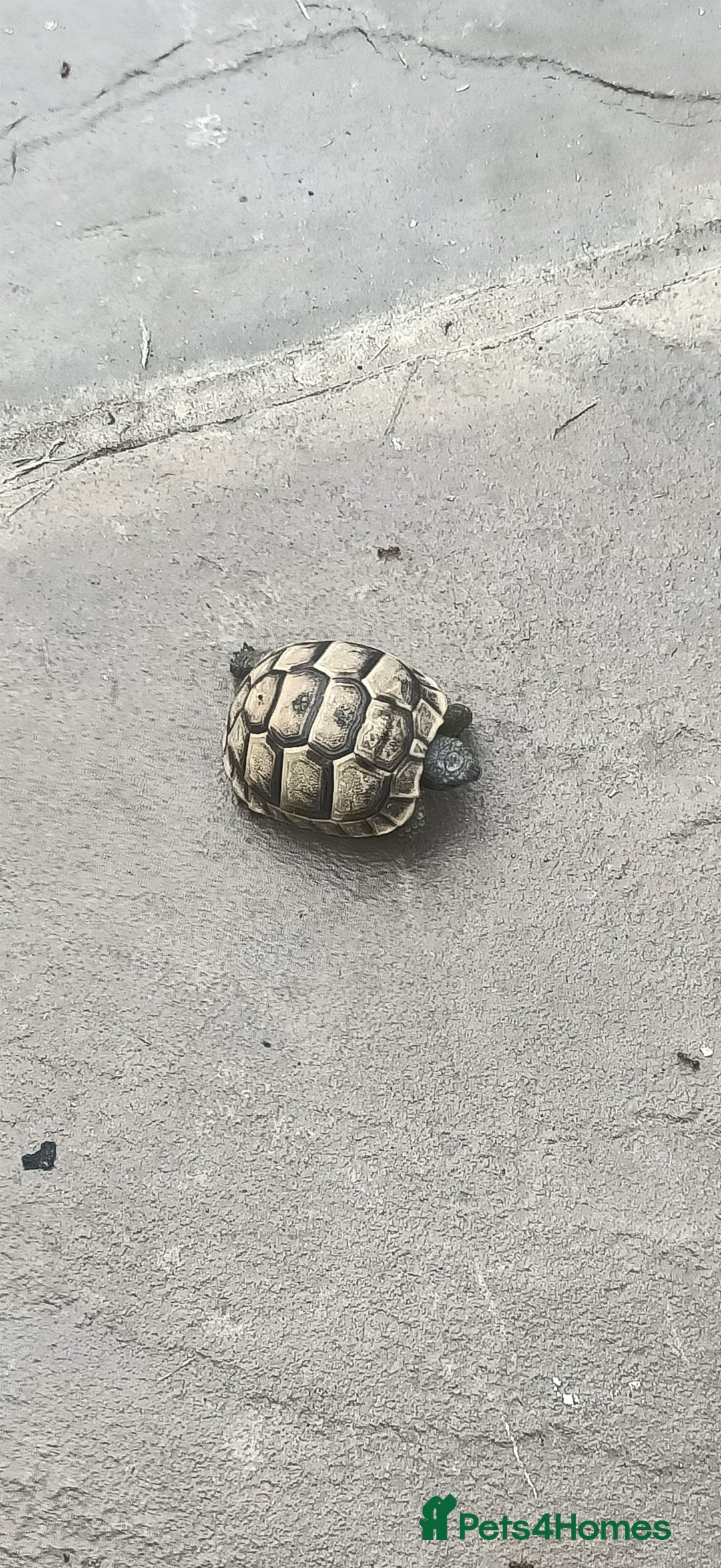 Hermann Tortoise reptiles for sale: 5 Spur Thighed Tortoises  - Image 12