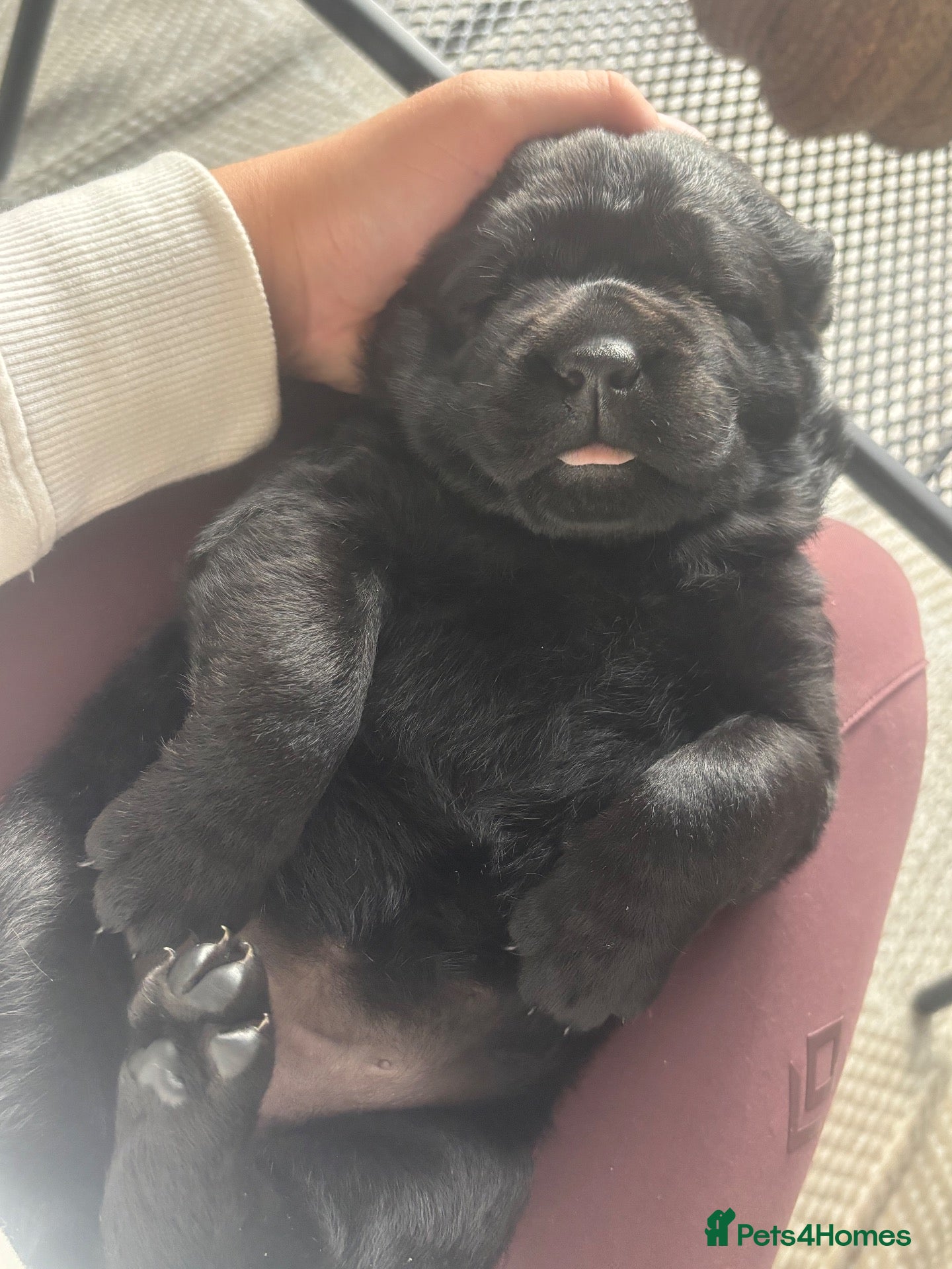 Mixed Breed dogs Labrottie Girl (Labrador x Rottweiler) - Advert 1