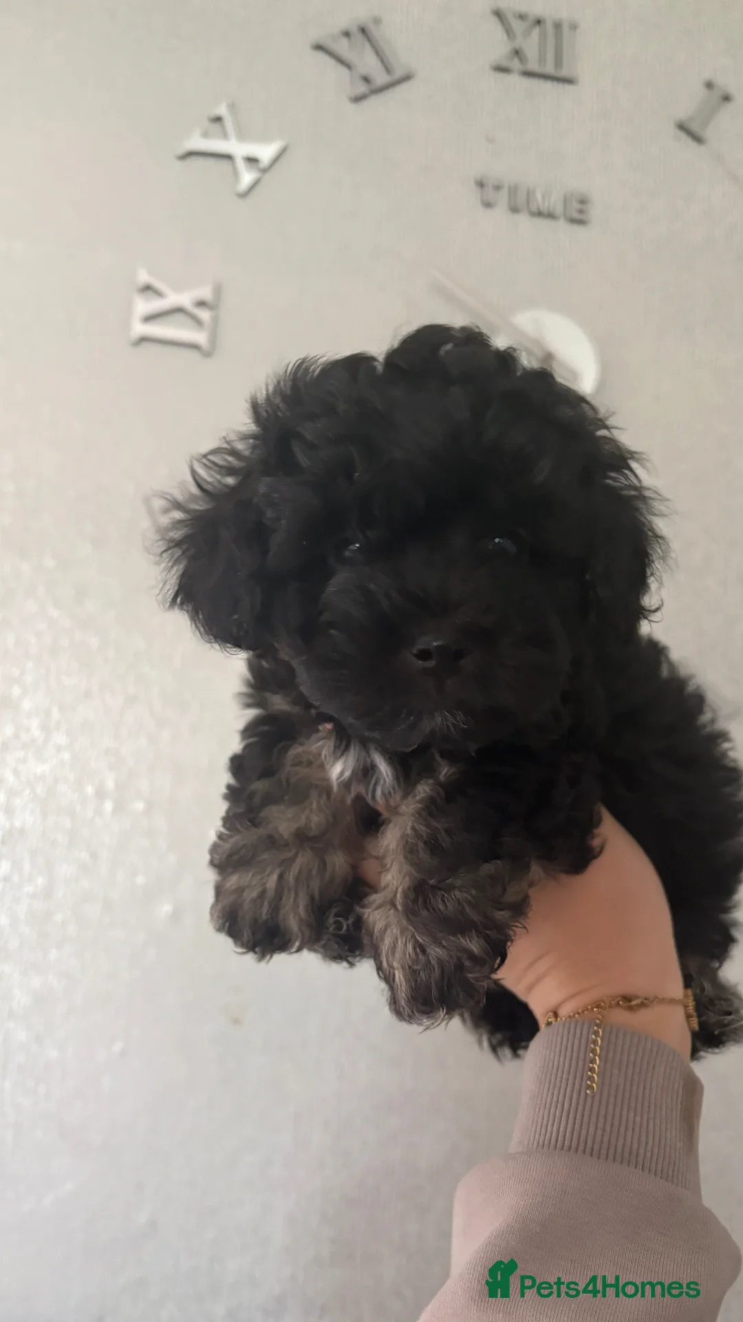 Shihpoo dogs for sale: Shihpoo puppies - Advert 2
