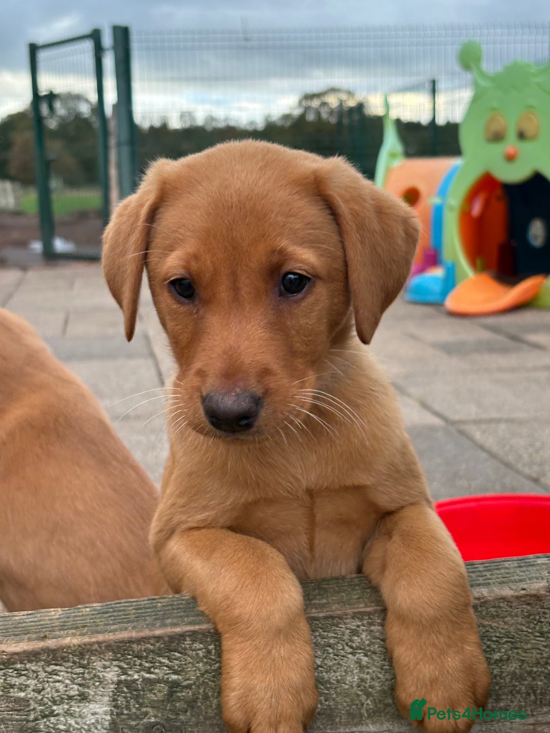 Labrador Retriever dogs for sale: Gorgeous KC Fox Red Labradors  - Image 9