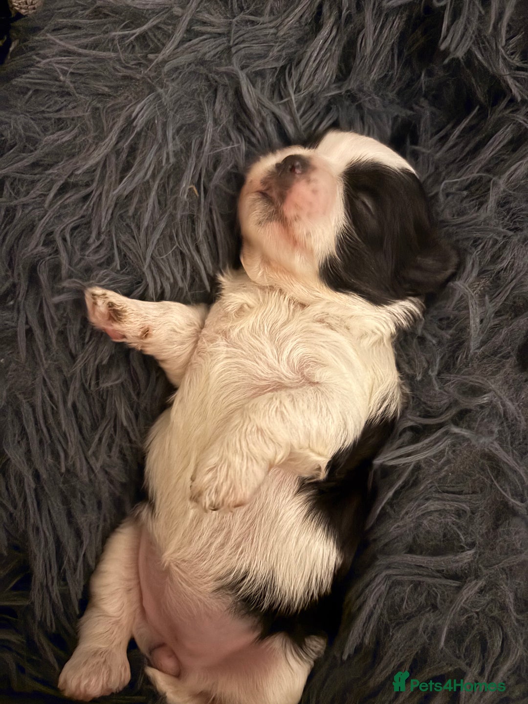 Shih Tzu dogs for sale: 💖 Imperial Shih Tzu Puppies 2 boys and 2 girls - Advert 5