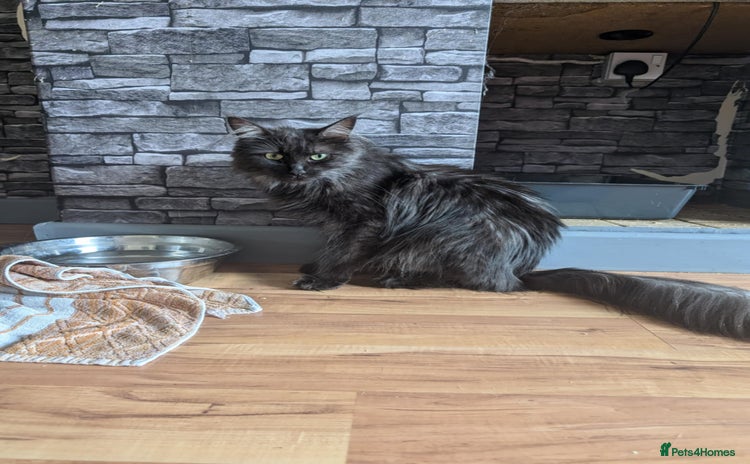 Maine Coon cats - Advert 3