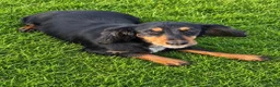 Cocker Spaniel dogs for sale: Special Working Cocker Spaniel Girl KC Registered  - Advert 2