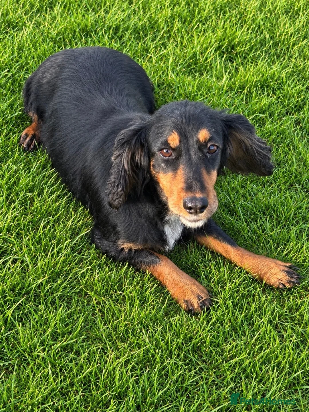 Cocker Spaniel dogs for sale: Special Working Cocker Spaniel Girl KC Registered  - Advert 2