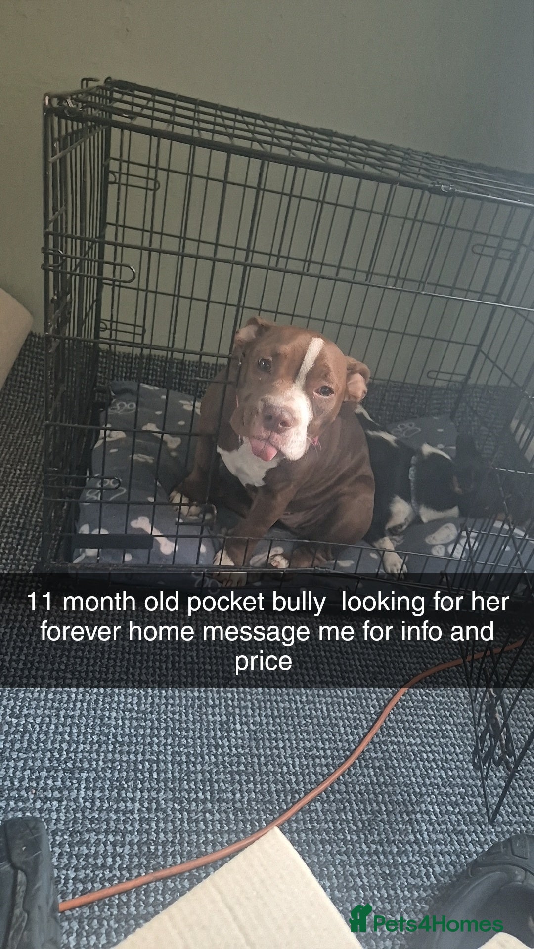 American Bully dogs for sale: Female pocket bully - Advert 1