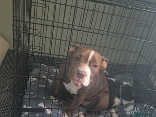 American Bully dogs Female pocket bully - Advert 4