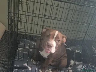 American Bully dogs Female pocket bully - Advert 10