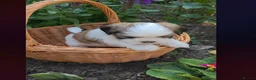 Lhasa Apso dogs for sale: Adorable Lhasa Apso puppies KC registered  - Advert 2
