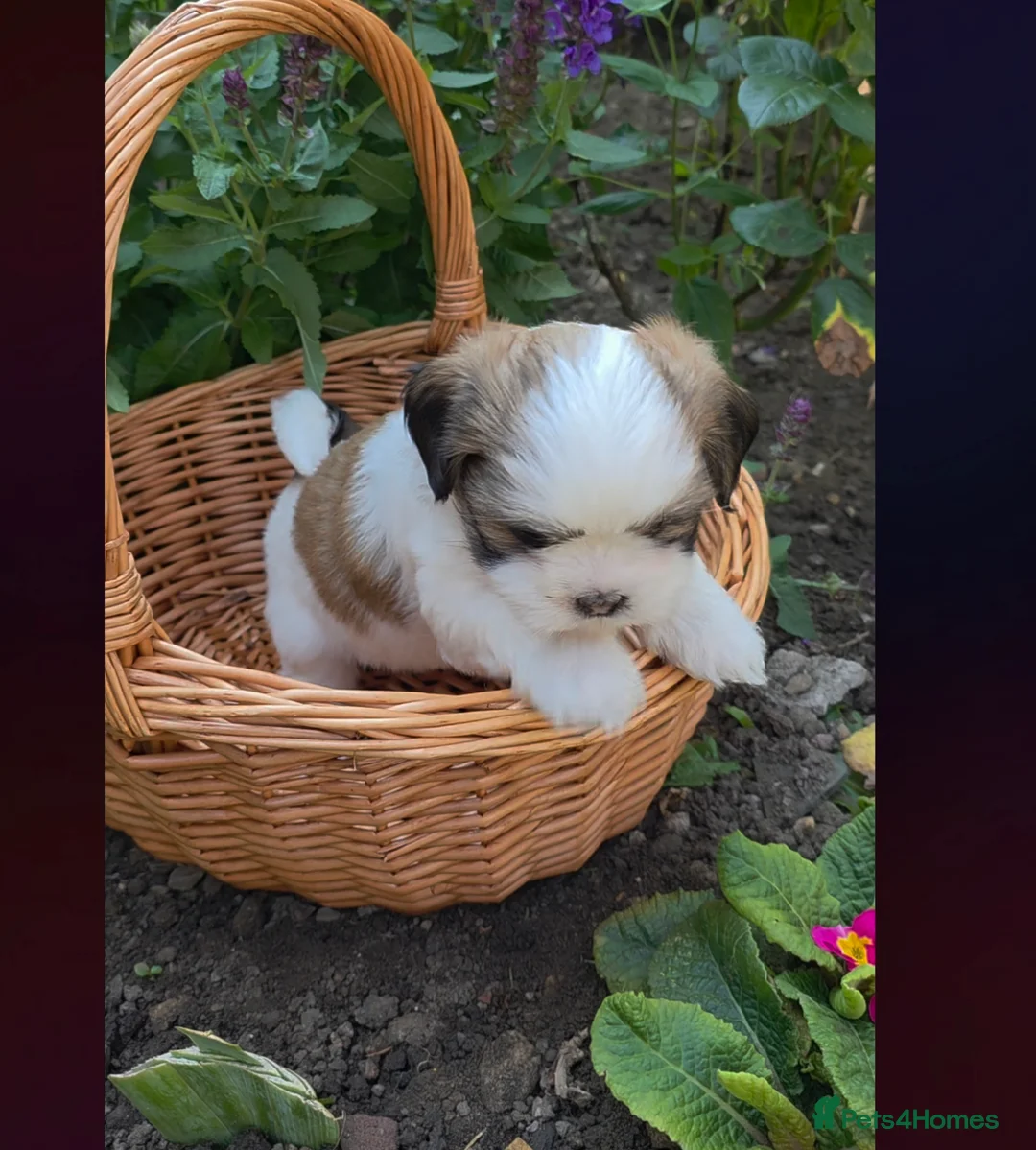 Lhasa Apso dogs for sale: Adorable Lhasa Apso puppies KC registered  - Advert 2