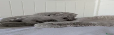 British Shorthair Kitten 3