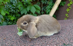 Mini Lop rabbits for sale: Pure bred mini lop baby - Image 4