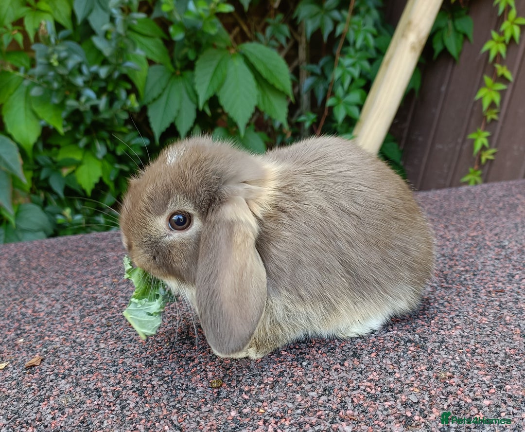 Mini Lop rabbits for sale: Pure bred mini lop baby - Image 4