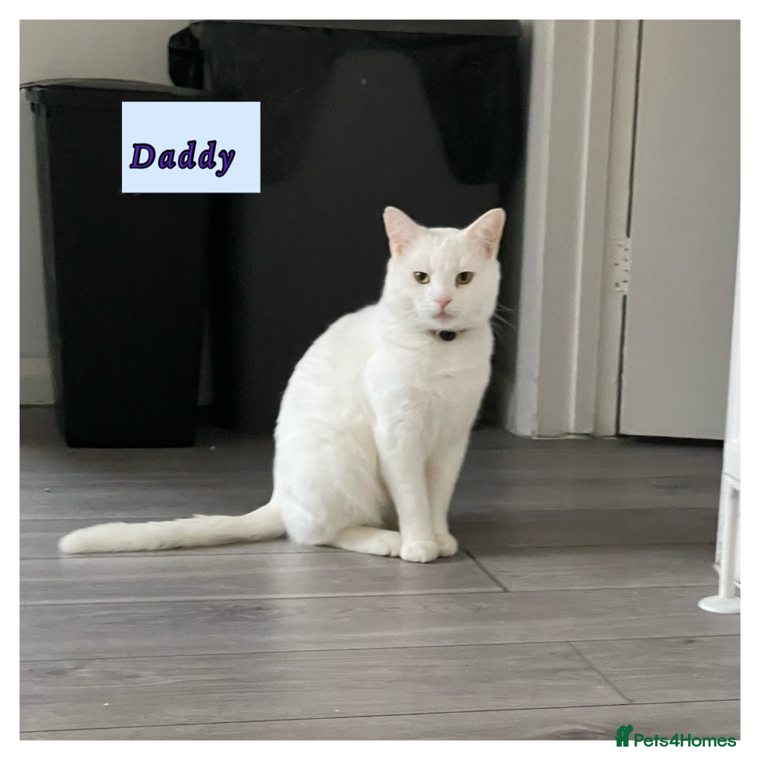 Mixed Breed cats for sale: 4 female kittens are looking for loving homes 🏡  - Advert 10