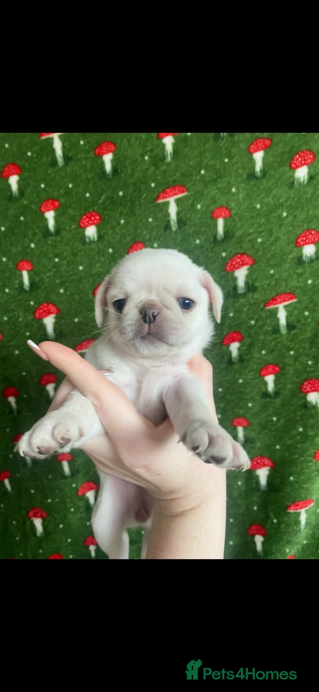 Pug dogs for sale: Beautiful pugs for sale  - Advert 5