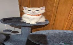British Shorthair cats for sale: One lovely girl and three handsome boys  - Image 27