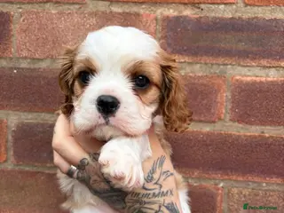 Cavalier King Charles Spaniel dogs One beautiful boy puppy available - Advert 5