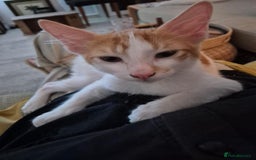 Mixed Breed cats for adoption: HARLEY & BOB BONDED BOYS 4M NEUTERED -VACCINATED  - Image 9