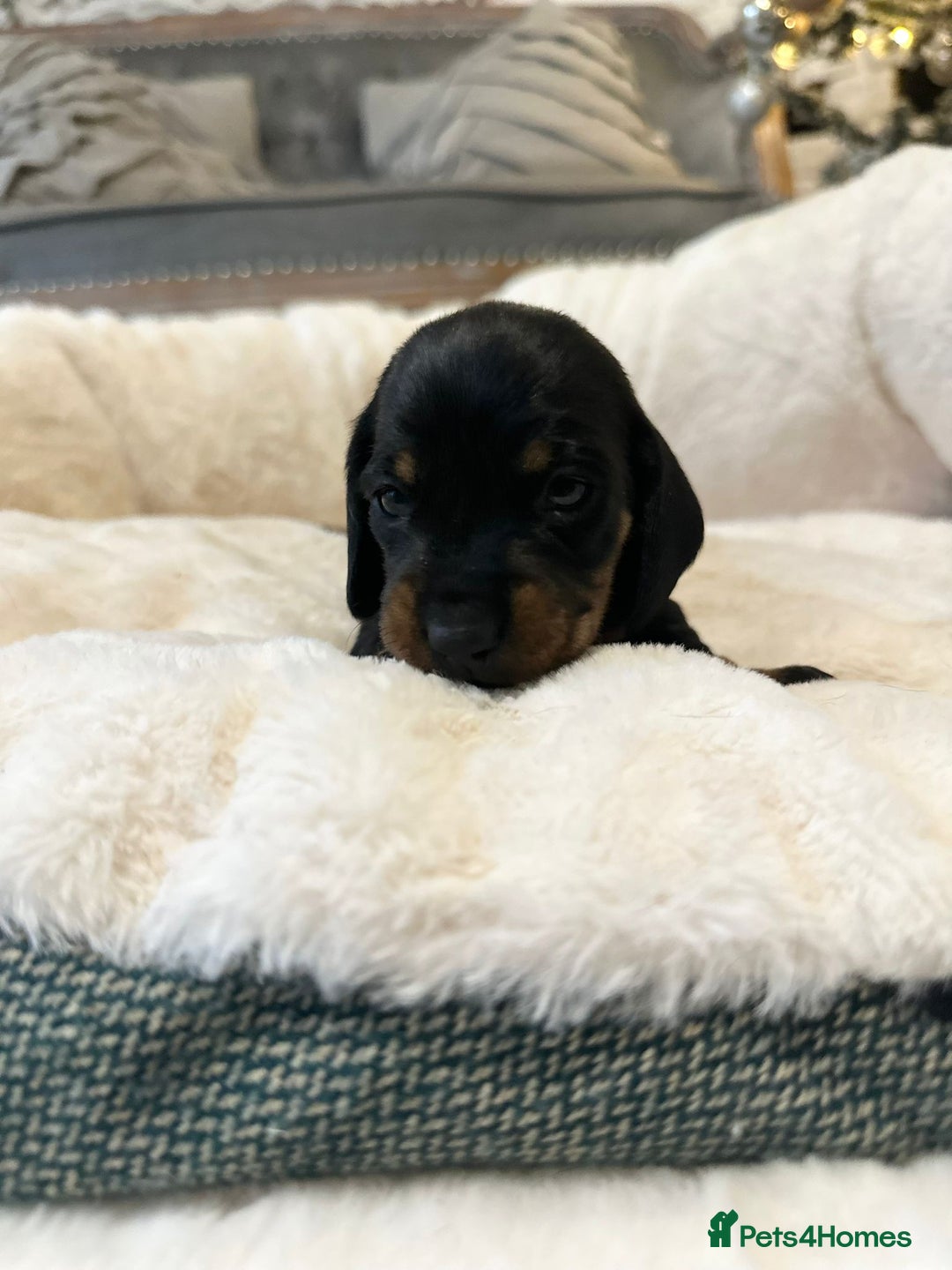 Miniature Dachshund dogs for sale: Miniature Dachshund Puppies - Advert 12