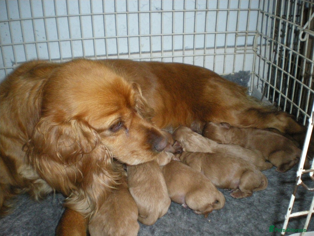 Cocker Spaniel dogs for sale: KC reg working cocker spaniel - Advert 4