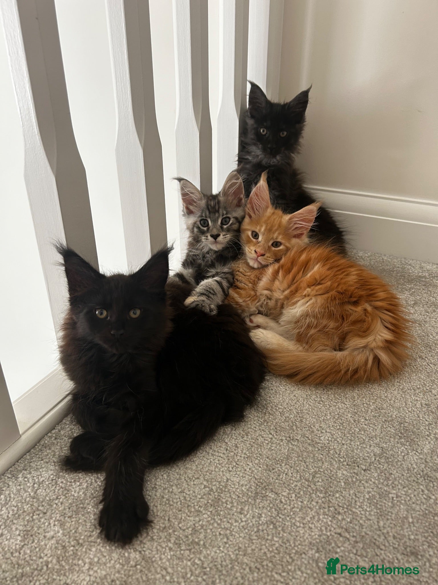 Maine Coon cats Maine Coons - Advert 1