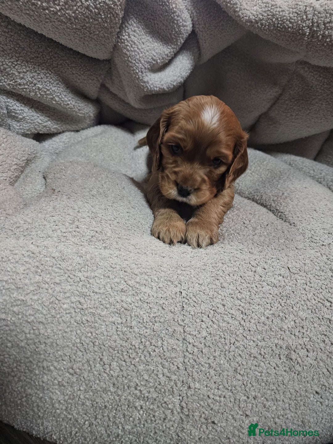 Cocker Spaniel dogs for sale: Beautiful cocker spaniel puppies - Image 15