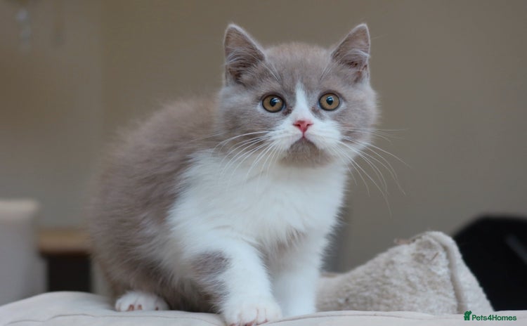British Shorthair cats - Advert 15
