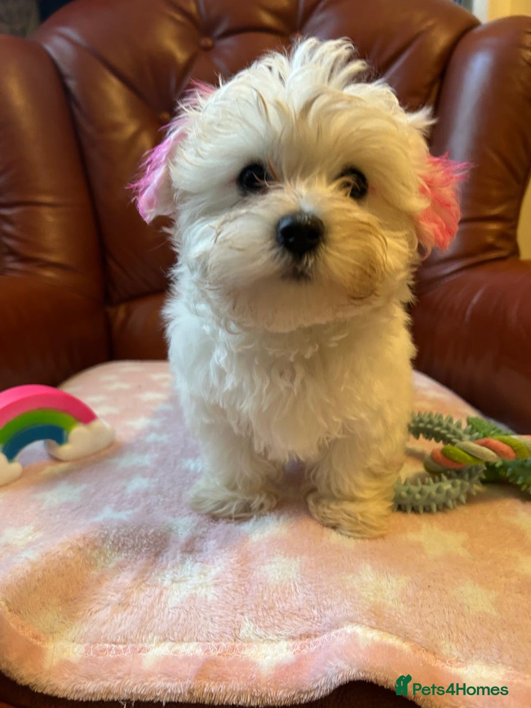 Havanese dogs for sale: Extra mini Havanese x Maltese puppies - Image 9