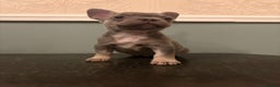 French Bulldog dogs for sale: Stunning French bulldog puppies  - Advert 7